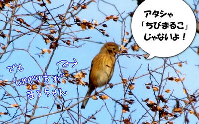 benimasiko01.jpg