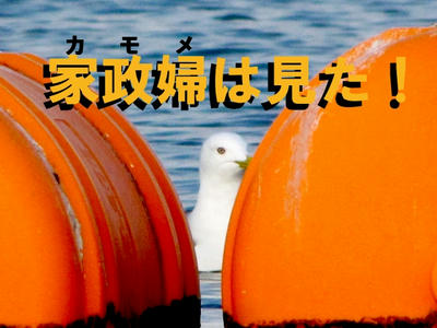 kamome02.jpg