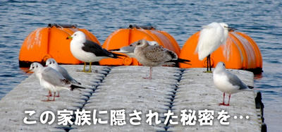 kamome01.jpg