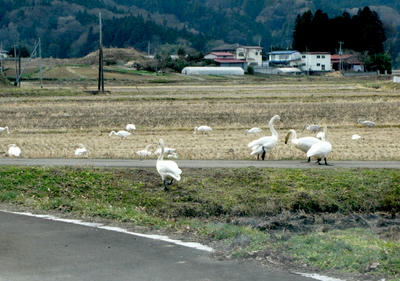 hakucho001.jpg