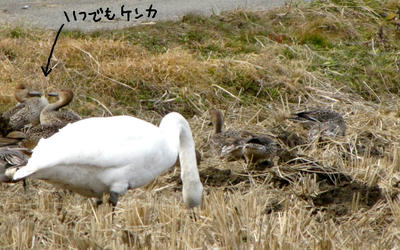 hakucho002.jpg