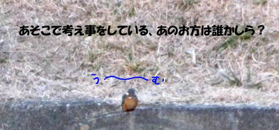 kawasemi01.jpg