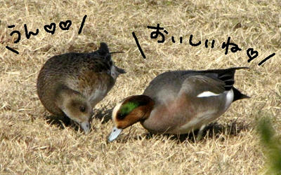 amehi01.jpg