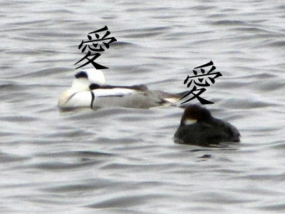 mikoaisa01.jpg