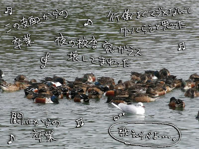 hasibiro01.jpg