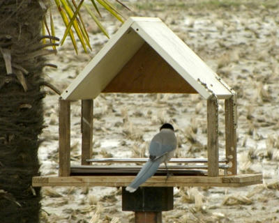 IMG_2376.jpg