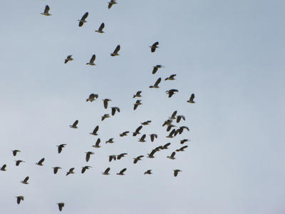 IMG_2848.JPG