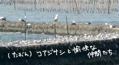 koajisasi.jpg