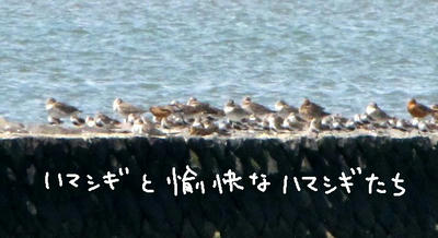 hamasigi.jpg