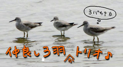 kiasi3.jpg