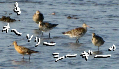 oosori.jpg