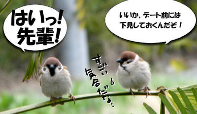yajiuma.jpg