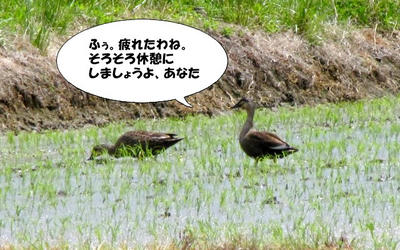 taue.jpg