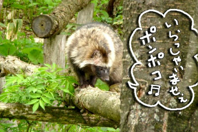 tanuki.jpg