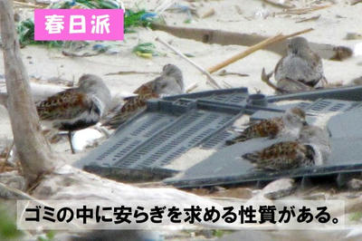 hamasigi02.jpg