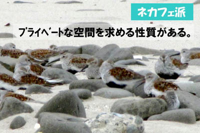 hamasigi03.jpg