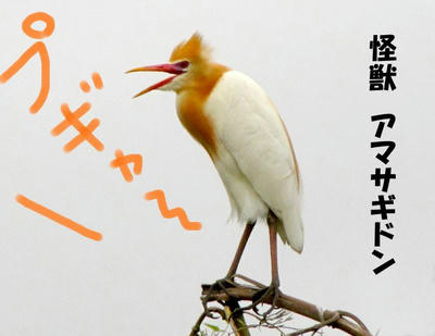 amasagidon.jpg