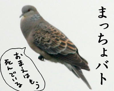 c6561b74.jpg