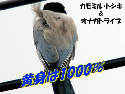 c16045d8.jpg