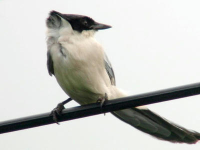 cd96c067.jpg