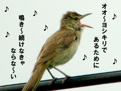 ohyosikiri.jpg