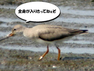 sorihasi.jpg