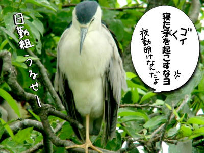 goi.jpg