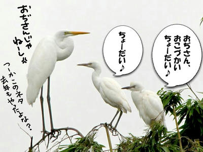 sagiyama2.jpg