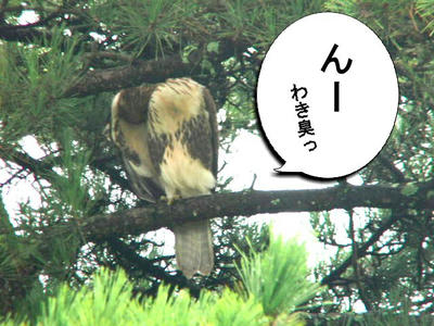 nosurin.jpg