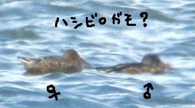 kamo4.jpg