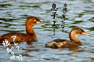 kaitubuoyako.jpg