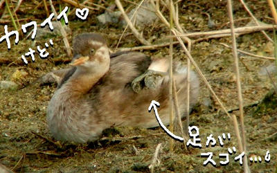 katubukun.jpg