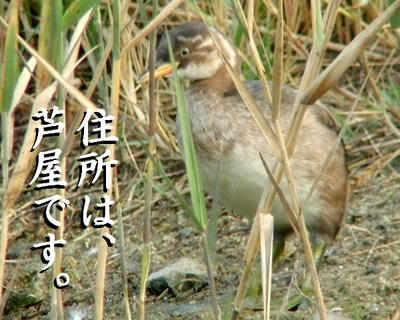 katubukun2.jpg