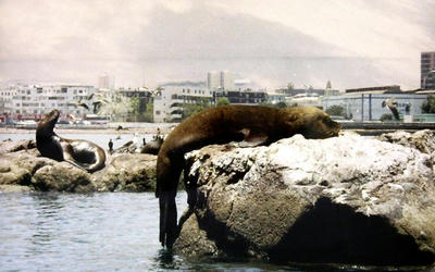 chile02.jpg