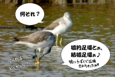 asiwa.jpg