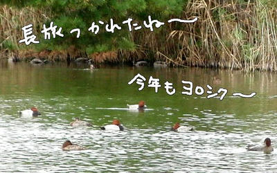 hosi02.jpg
