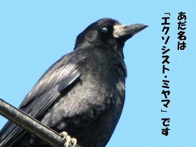 miyama01.jpg