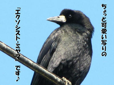 miyama02.jpg