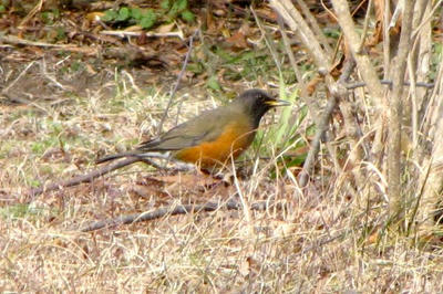 IMG_2545.jpg