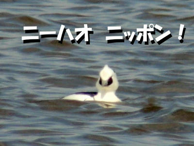 panda.jpg
