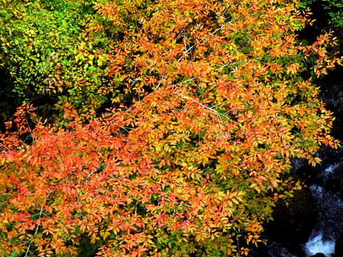 okutama081115_005.jpg