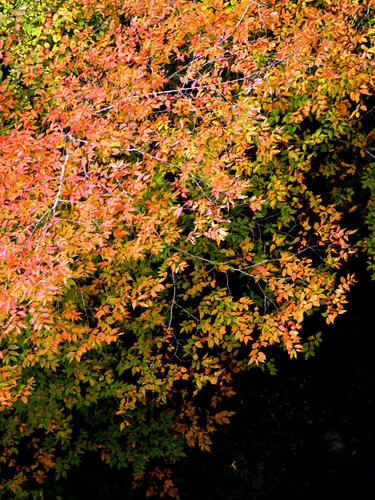 okutama081115_006.jpg