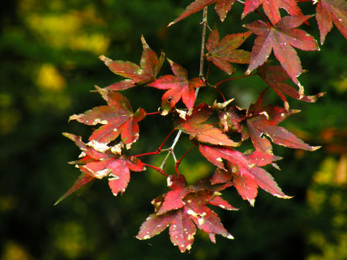 okutama081115_008.jpg
