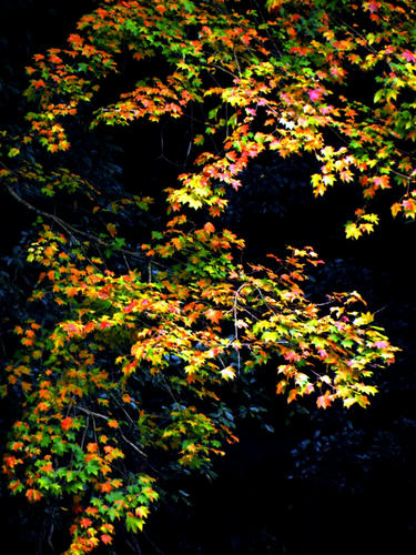 okutama081115_033.jpg