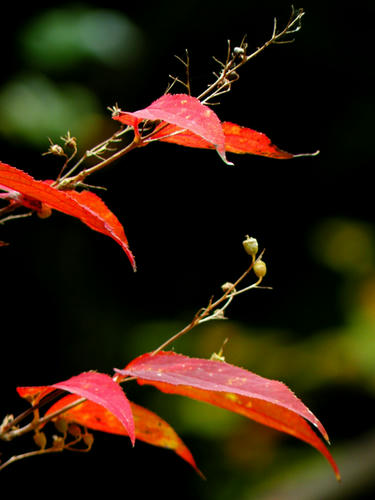 okutama081115_036.jpg