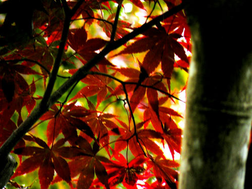 okutama081115_048.jpg