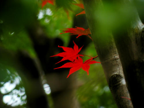 okutama081115_049.jpg