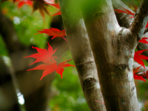 okutama081115_050.jpg