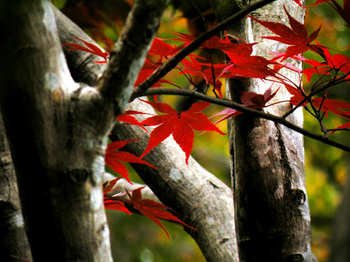 okutama081115_051.jpg