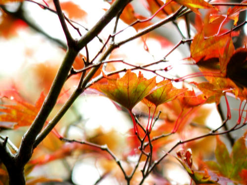 okutama081115_054.jpg